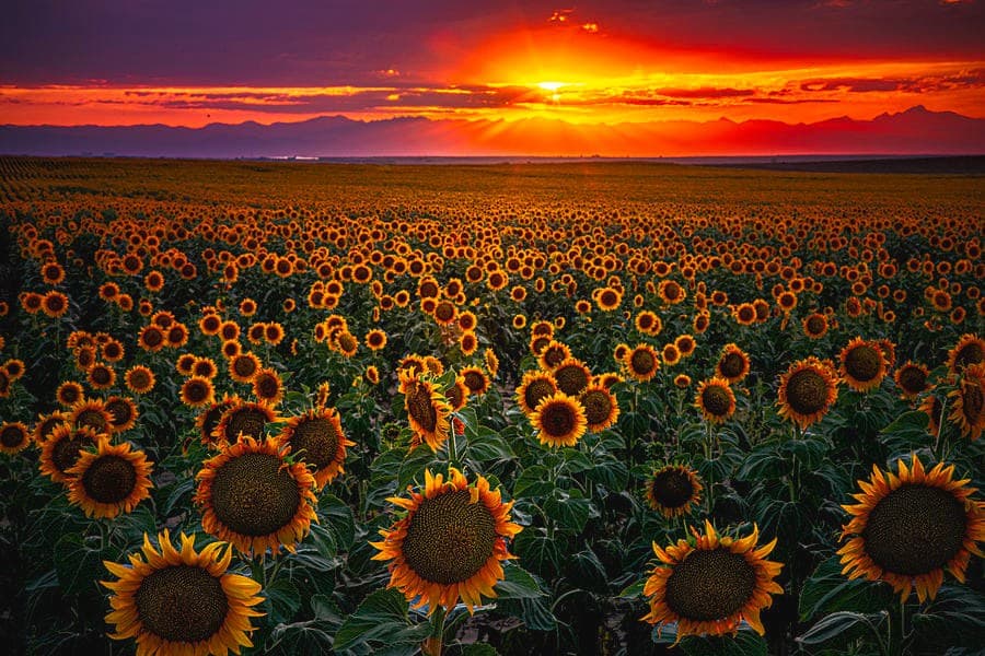 Sunflower field